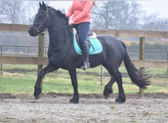 Fries paard, Merrie, 4 Jaar, 159 cm, Zwart