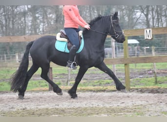 Fries paard, Merrie, 4 Jaar, 159 cm, Zwart