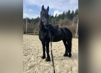 Fries paard, Merrie, 4 Jaar, 160 cm, Zwart