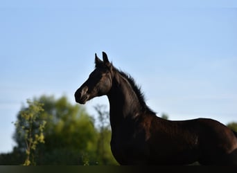 Fries paard, Merrie, 4 Jaar, 160 cm, Zwart