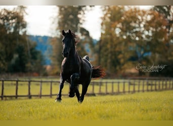 Fries paard, Merrie, 4 Jaar, 160 cm, Zwart