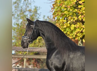 Fries paard, Merrie, 4 Jaar, 160 cm, Zwart