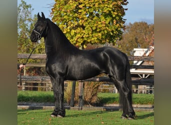 Fries paard, Merrie, 4 Jaar, 160 cm, Zwart