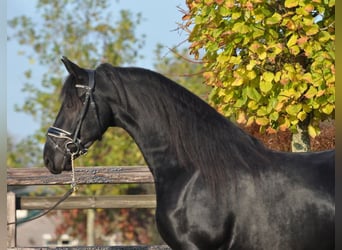 Fries paard, Merrie, 4 Jaar, 160 cm, Zwart