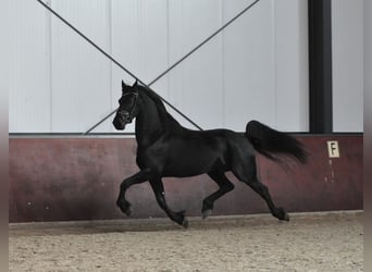 Fries paard, Merrie, 4 Jaar, 160 cm, Zwart