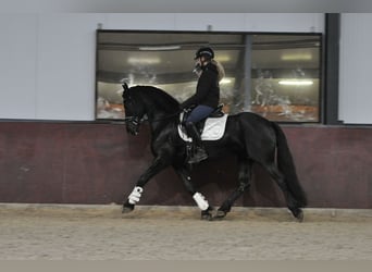 Fries paard, Merrie, 4 Jaar, 160 cm, Zwart