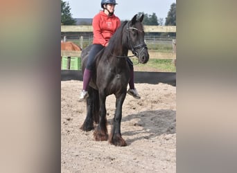 Fries paard, Merrie, 4 Jaar, 160 cm, Zwart