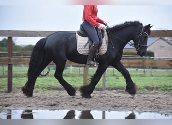 Fries paard, Merrie, 4 Jaar, 160 cm, Zwart