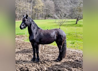 Fries paard, Merrie, 4 Jaar, 160 cm, Zwart