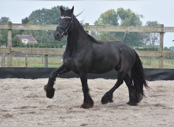 Fries paard, Merrie, 4 Jaar, 160 cm, Zwart