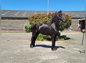 Fries paard, Merrie, 4 Jaar, 160 cm, Zwart