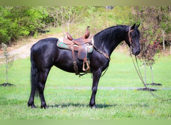 Fries paard, Merrie, 4 Jaar, 160 cm, Zwart
