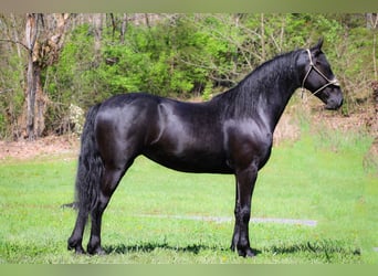 Fries paard, Merrie, 4 Jaar, 160 cm, Zwart
