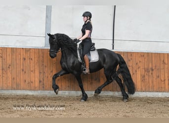 Fries paard, Merrie, 4 Jaar, 161 cm, Zwart