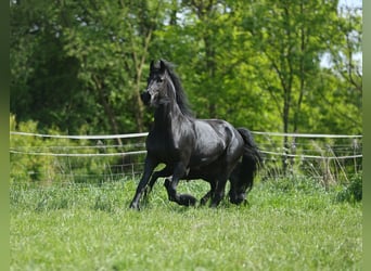 Fries paard, Merrie, 4 Jaar, 161 cm, Zwart