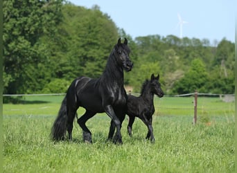 Fries paard, Merrie, 4 Jaar, 161 cm, Zwart