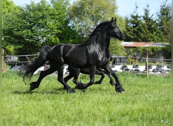 Fries paard, Merrie, 4 Jaar, 161 cm, Zwart