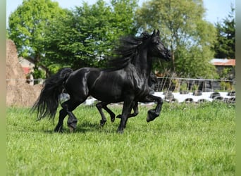 Fries paard, Merrie, 4 Jaar, 161 cm, Zwart