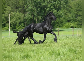 Fries paard, Merrie, 4 Jaar, 161 cm, Zwart