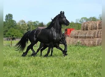 Fries paard, Merrie, 4 Jaar, 161 cm, Zwart