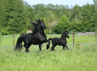 Fries paard, Merrie, 4 Jaar, 161 cm, Zwart