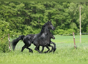 Fries paard, Merrie, 4 Jaar, 161 cm, Zwart