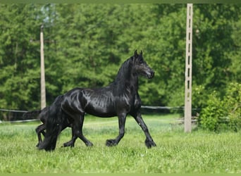 Fries paard, Merrie, 4 Jaar, 161 cm, Zwart