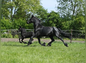 Fries paard, Merrie, 4 Jaar, 161 cm, Zwart