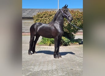 Fries paard, Merrie, 4 Jaar, 161 cm, Zwart