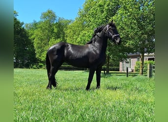 Fries paard, Merrie, 4 Jaar, 161 cm, Zwart