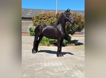 Fries paard, Merrie, 4 Jaar, 161 cm, Zwart