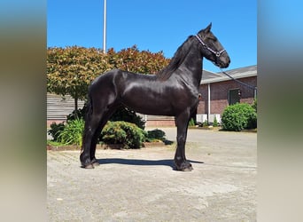 Fries paard, Merrie, 4 Jaar, 161 cm, Zwart