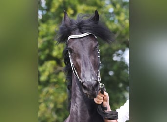 Fries paard, Merrie, 4 Jaar, 162 cm, Zwart