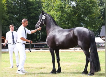 Fries paard, Merrie, 4 Jaar, 162 cm, Zwart