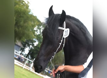 Fries paard, Merrie, 4 Jaar, 162 cm, Zwart