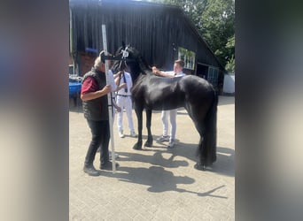 Fries paard, Merrie, 4 Jaar, 162 cm, Zwart