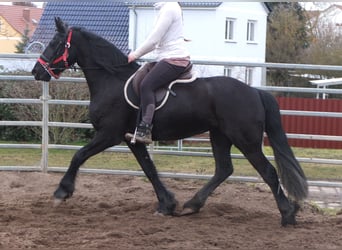 Fries paard, Merrie, 4 Jaar, 162 cm, Zwart