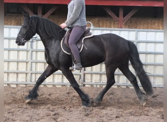 Fries paard, Merrie, 4 Jaar, 162 cm, Zwart