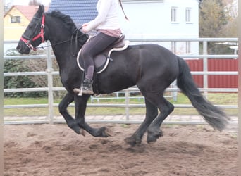 Fries paard, Merrie, 4 Jaar, 162 cm, Zwart