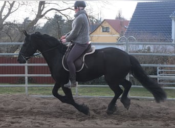 Fries paard, Merrie, 4 Jaar, 162 cm, Zwart