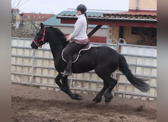 Fries paard, Merrie, 4 Jaar, 162 cm, Zwart