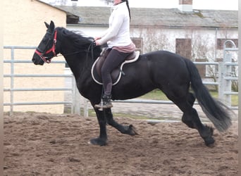 Fries paard, Merrie, 4 Jaar, 162 cm, Zwart