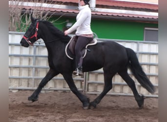 Fries paard, Merrie, 4 Jaar, 162 cm, Zwart