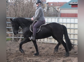 Fries paard, Merrie, 4 Jaar, 162 cm, Zwart