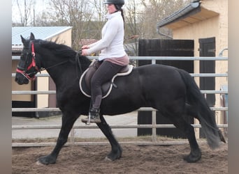 Fries paard, Merrie, 4 Jaar, 162 cm, Zwart