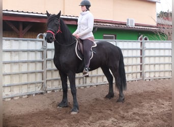 Fries paard, Merrie, 4 Jaar, 162 cm, Zwart