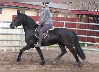 Fries paard, Merrie, 4 Jaar, 162 cm, Zwart