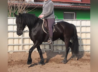 Fries paard, Merrie, 4 Jaar, 162 cm, Zwart