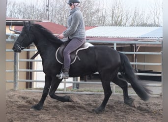 Fries paard, Merrie, 4 Jaar, 162 cm, Zwart