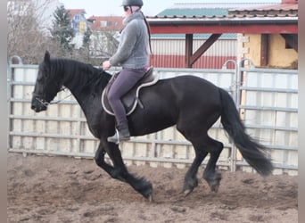 Fries paard, Merrie, 4 Jaar, 162 cm, Zwart